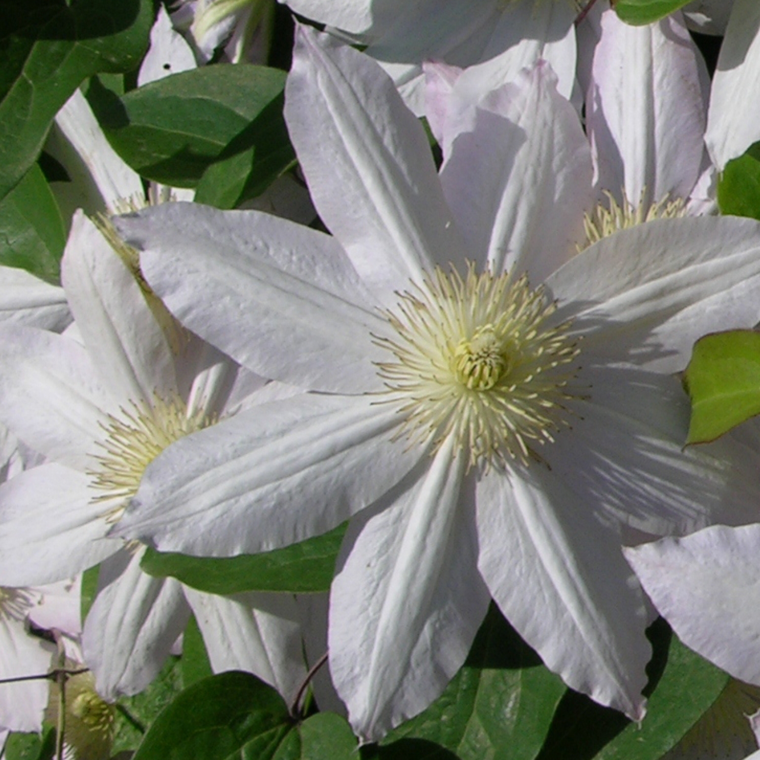 Clematis 'Etoile Nacrée'